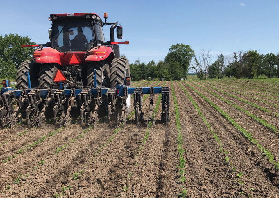 Carlson planting